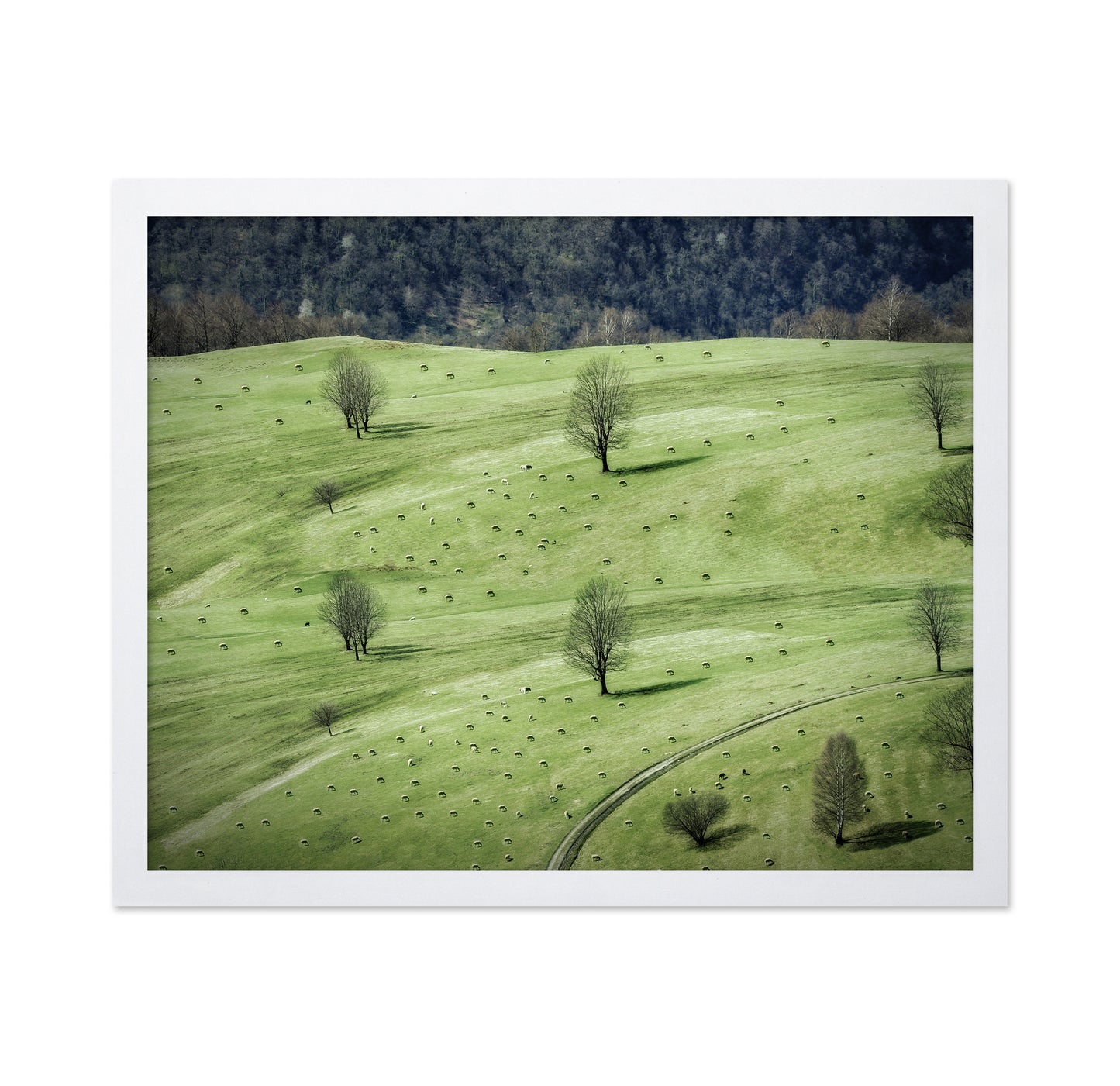 Grazing In The Pasture