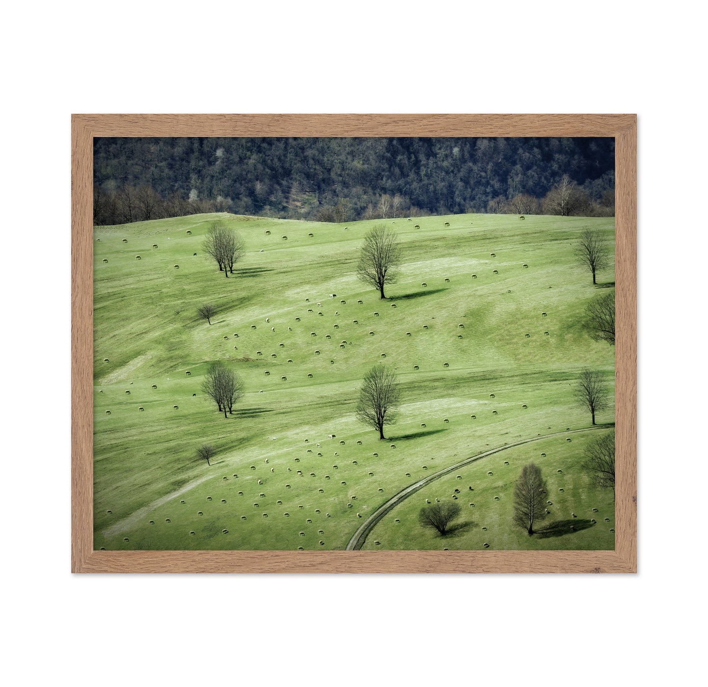 Grazing In The Pasture