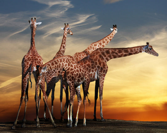 Girafes Meeting