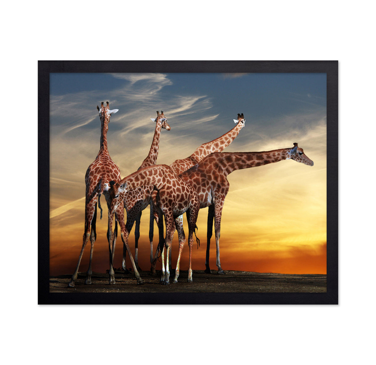 Girafes Meeting