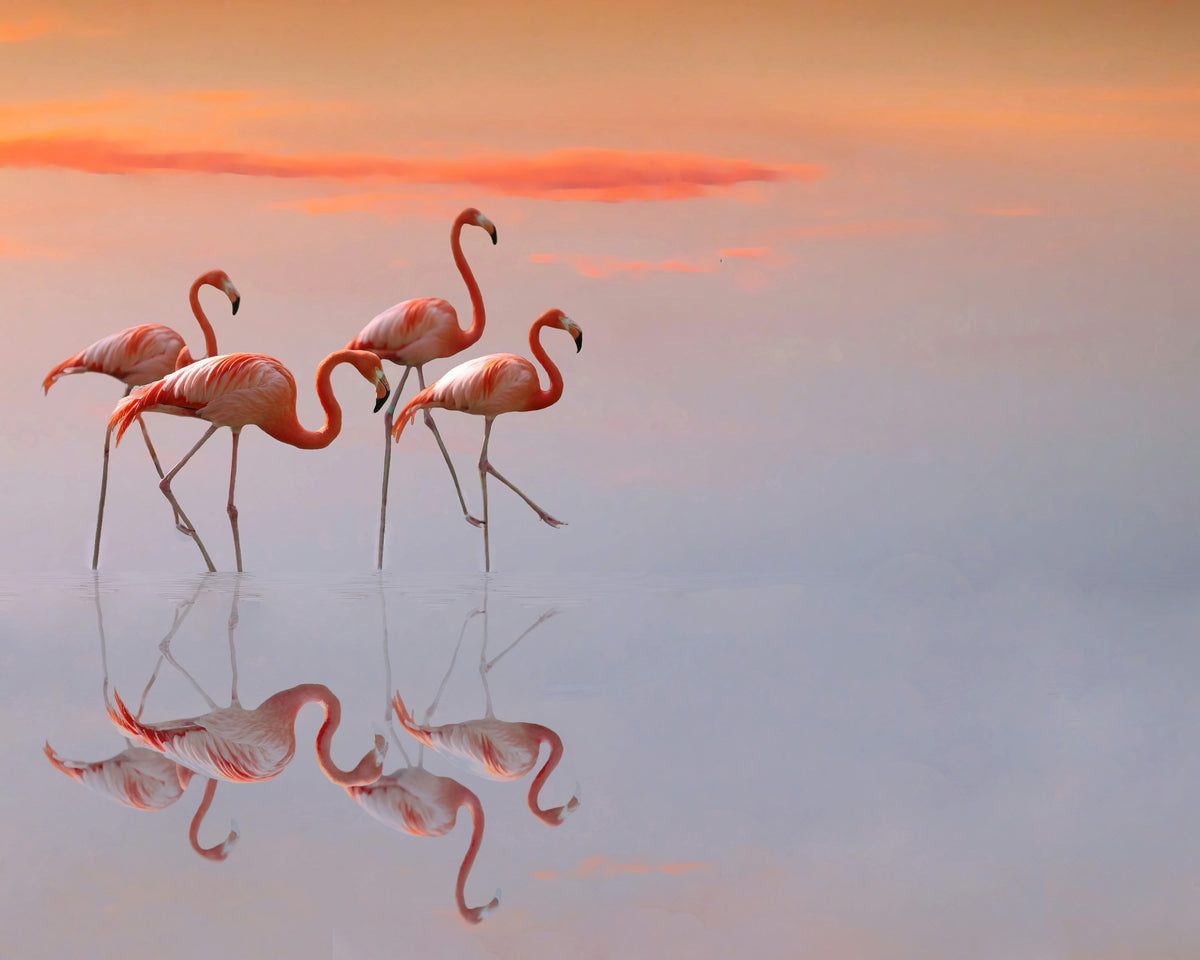 Flamingos Family