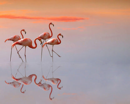 Flamingos Family
