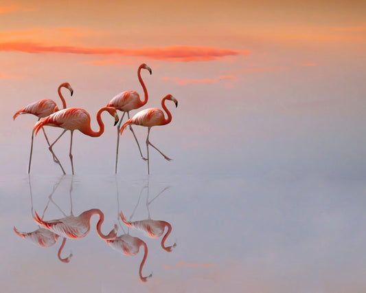 Flamingos Family