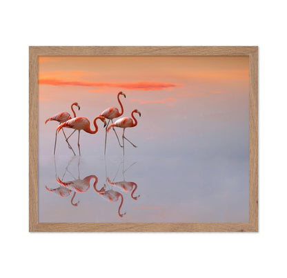 Flamingos Family