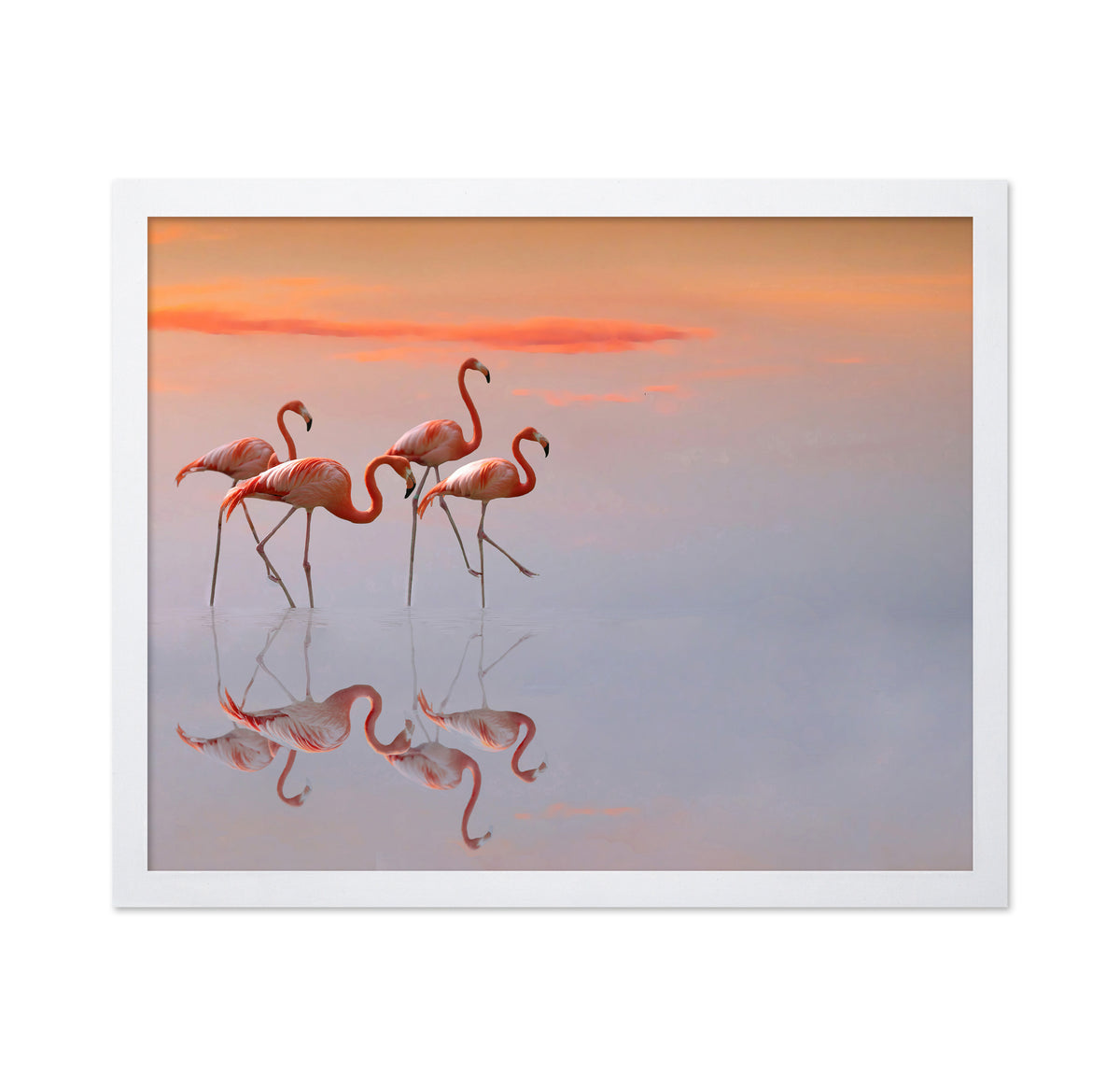 Flamingos Family