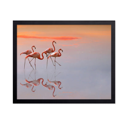 Flamingos Family