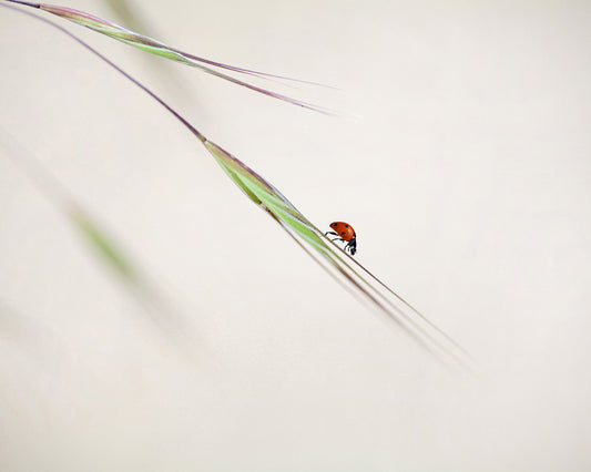 Seven-Spotted Ladybug