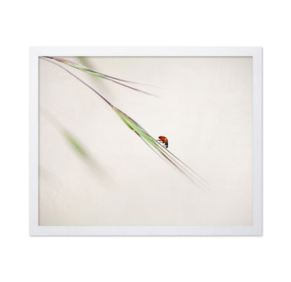 Seven-Spotted Ladybug