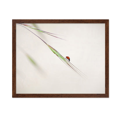 Seven-Spotted Ladybug