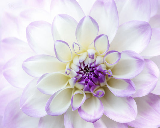 White and Purple Dahlia