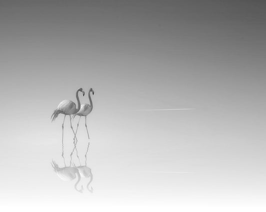 Flamingo Love
