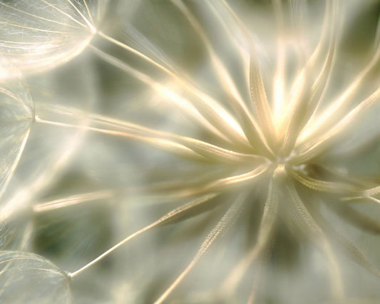 Dandelion Seed Head