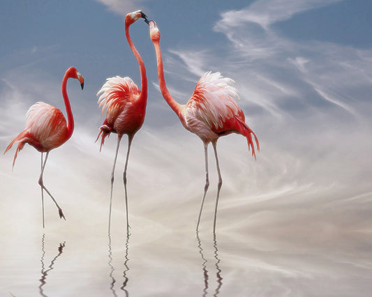 Flamingo Kiss at Sunset