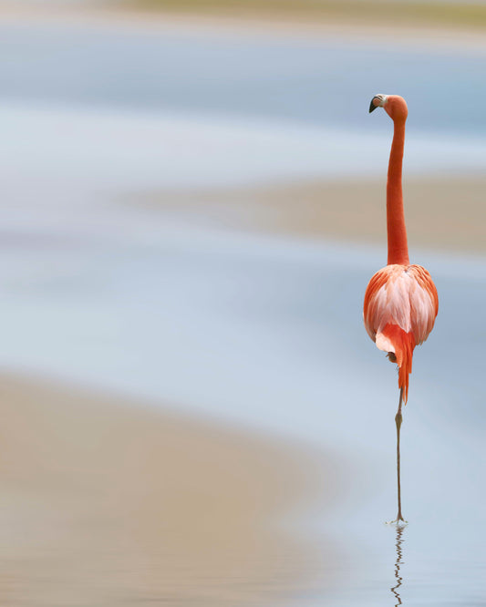 Caribbean Flamingo