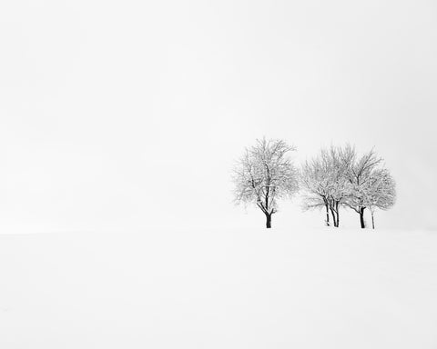 Tree and Silence