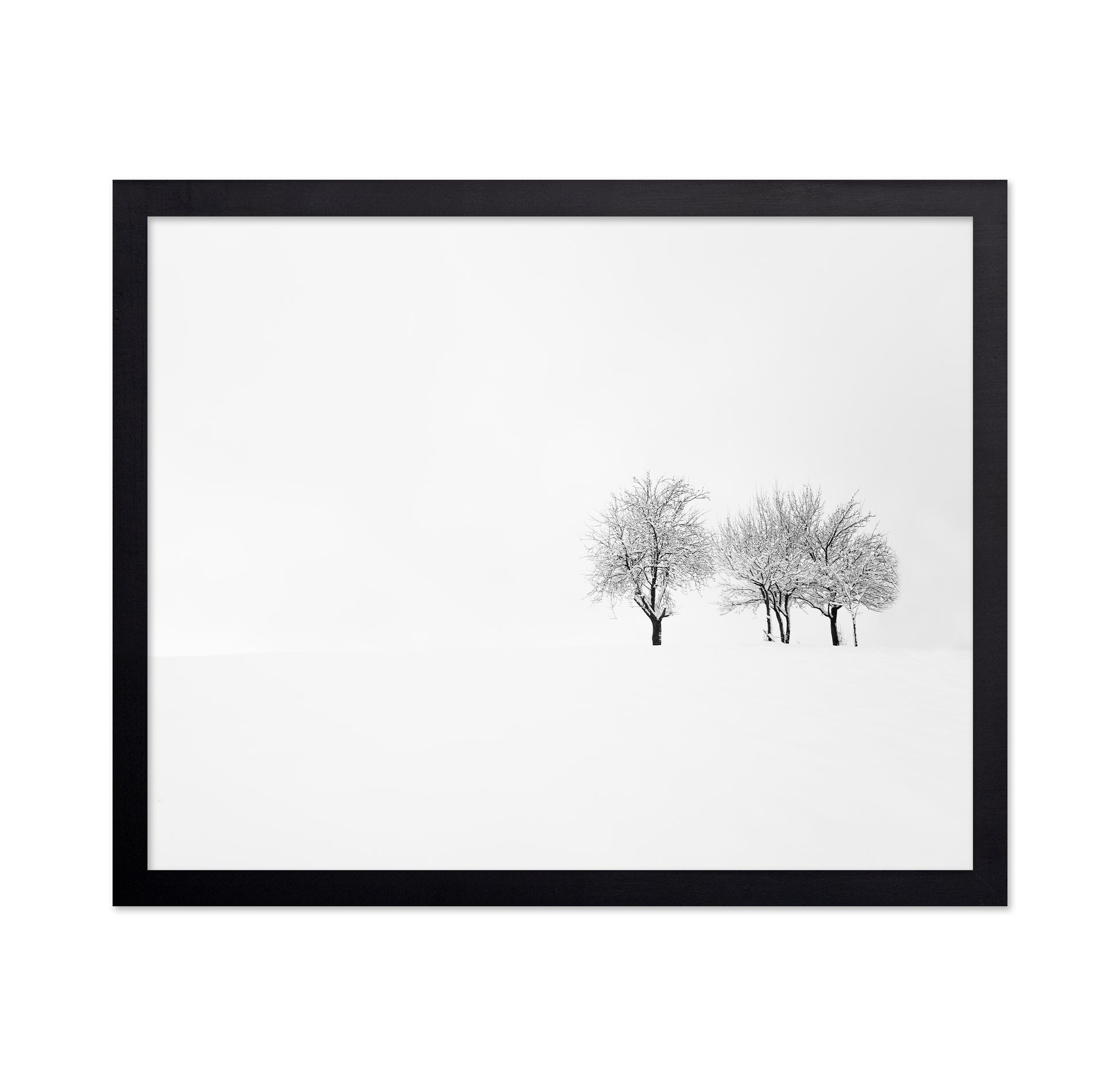 Tree and Silence