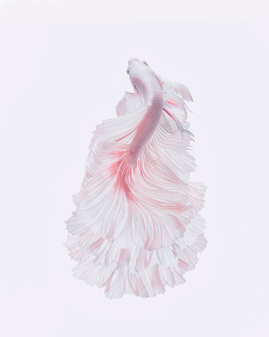 The White Dress
