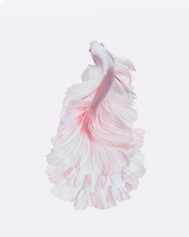 The White Dress