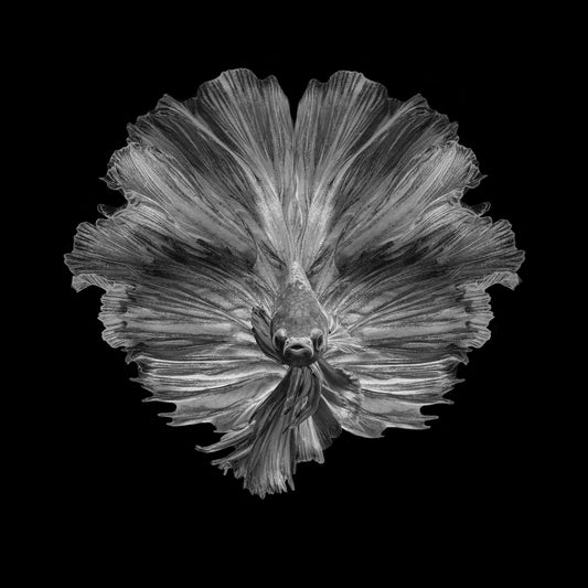The Flower of Tail