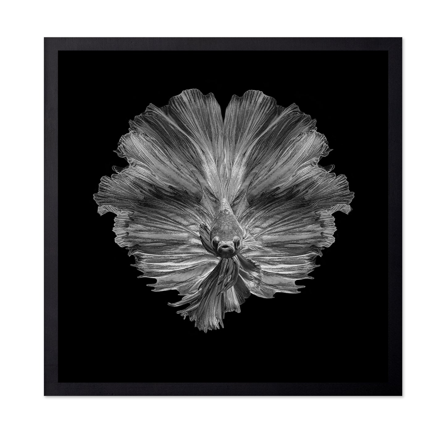 The Flower of Tail