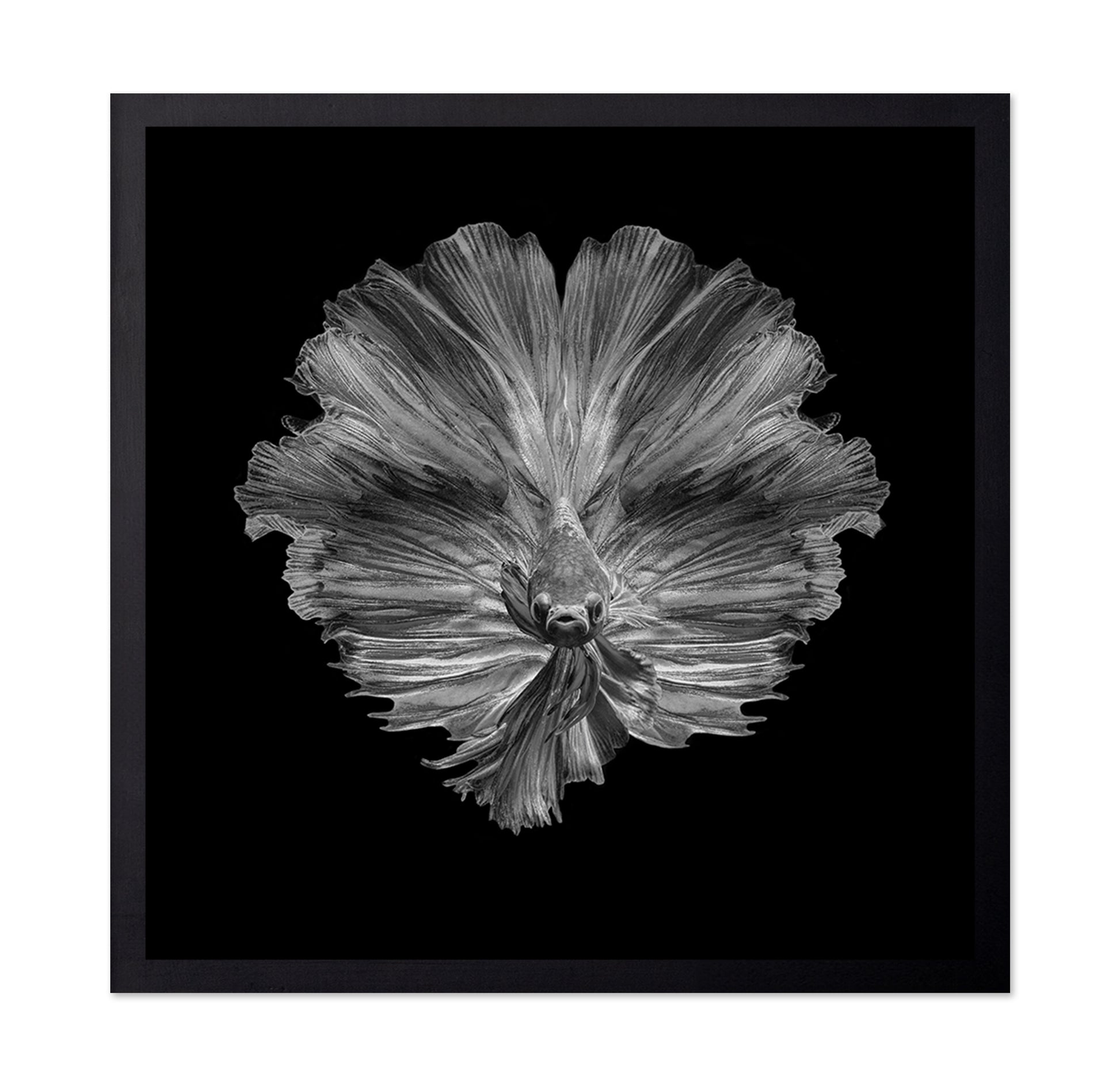 The Flower of Tail