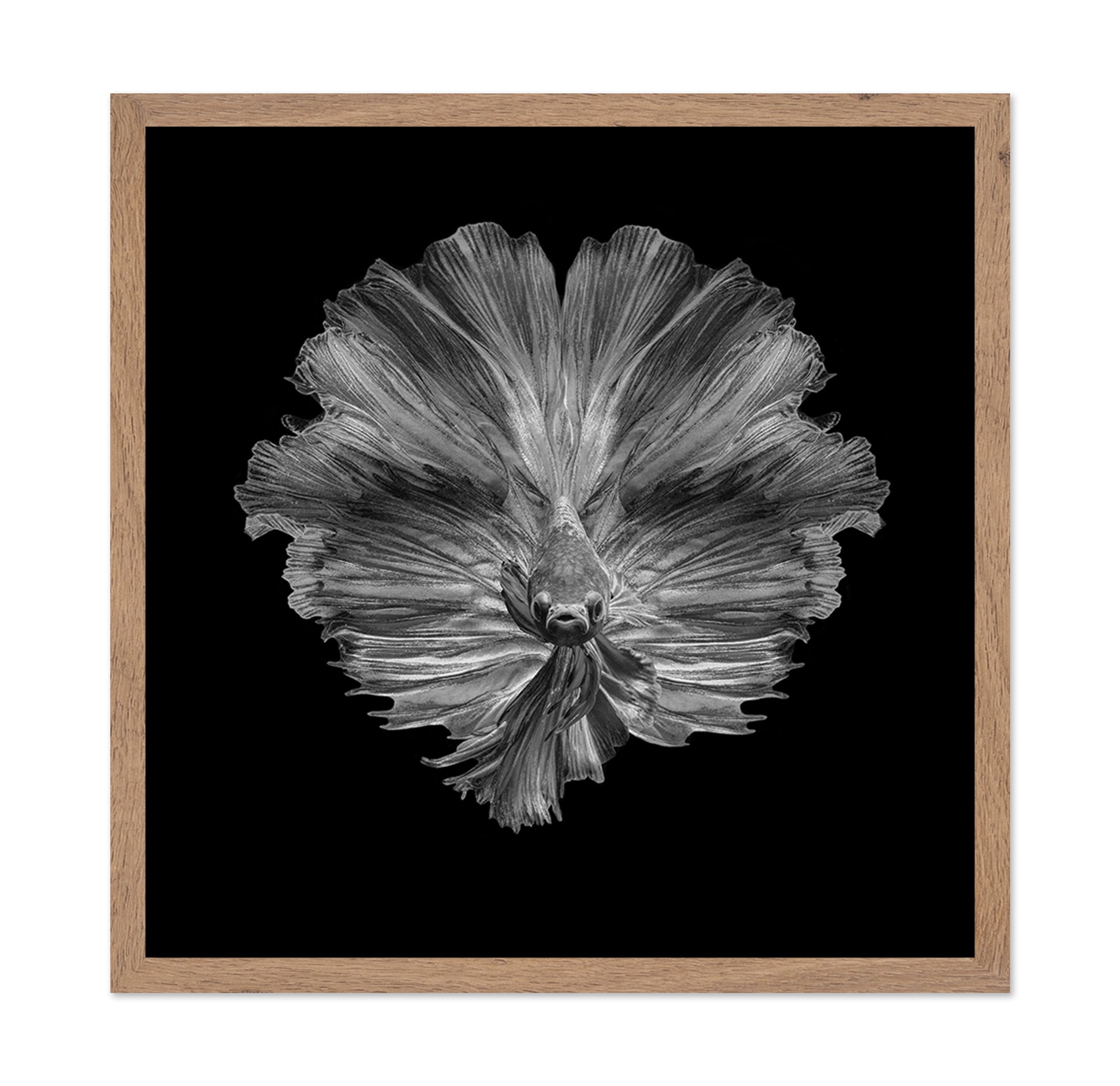 The Flower of Tail