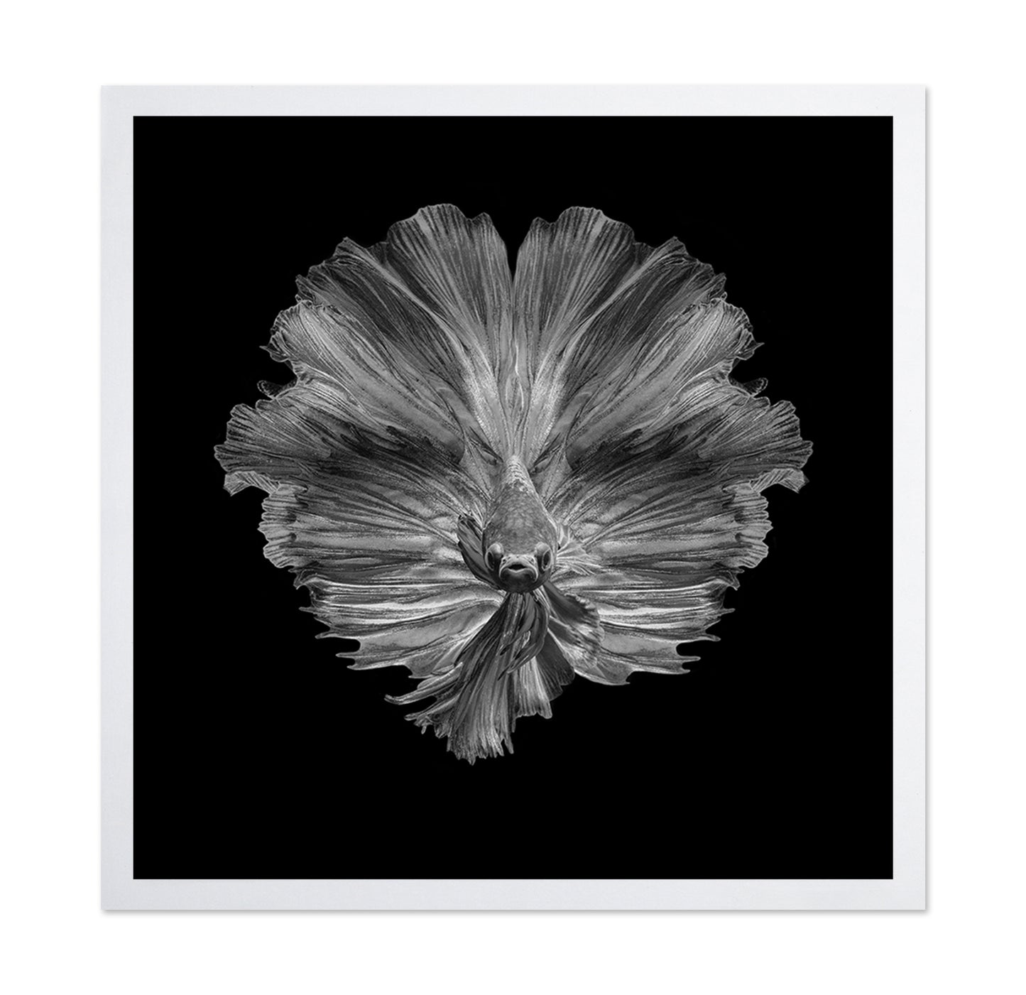 The Flower of Tail