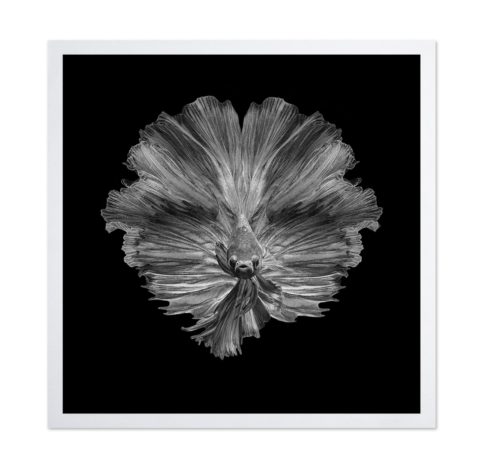 The Flower of Tail