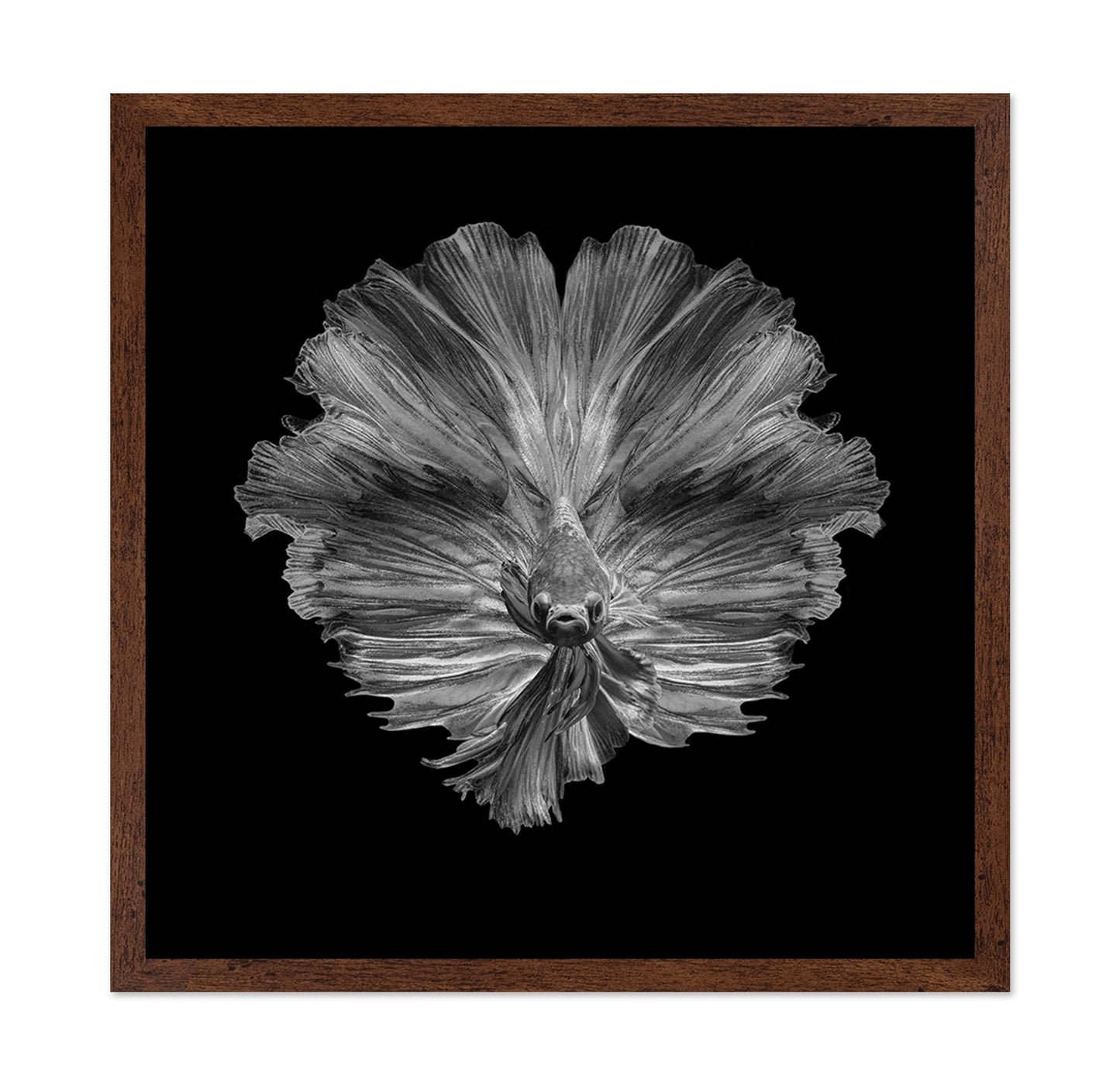 The Flower of Tail