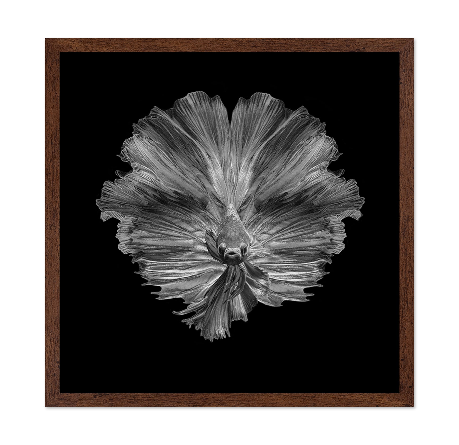 The Flower of Tail