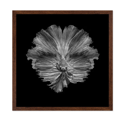 The Flower of Tail