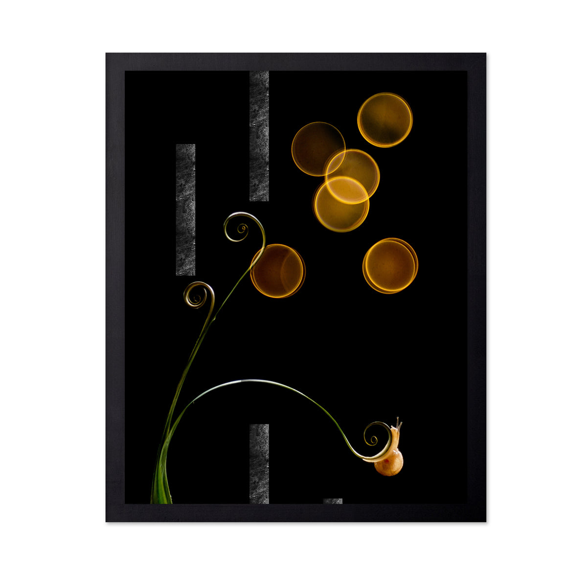 The Snail and Light