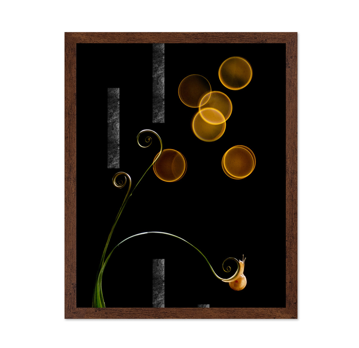 The Snail and Light