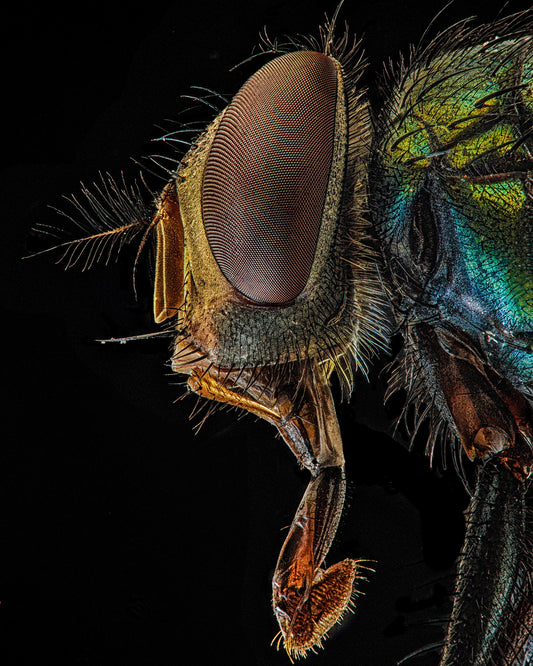 Lucilia Sericata