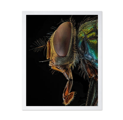 Lucilia Sericata