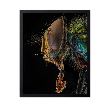 Lucilia Sericata