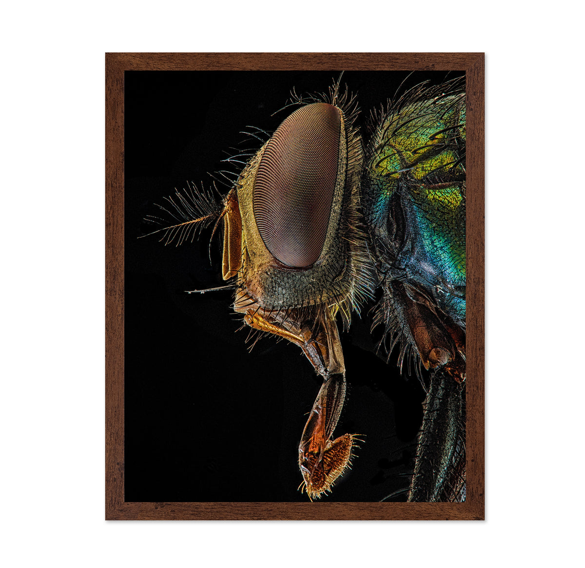 Lucilia Sericata