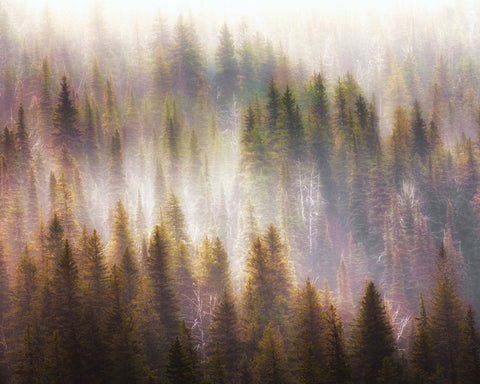 Enchanted Forest Glow