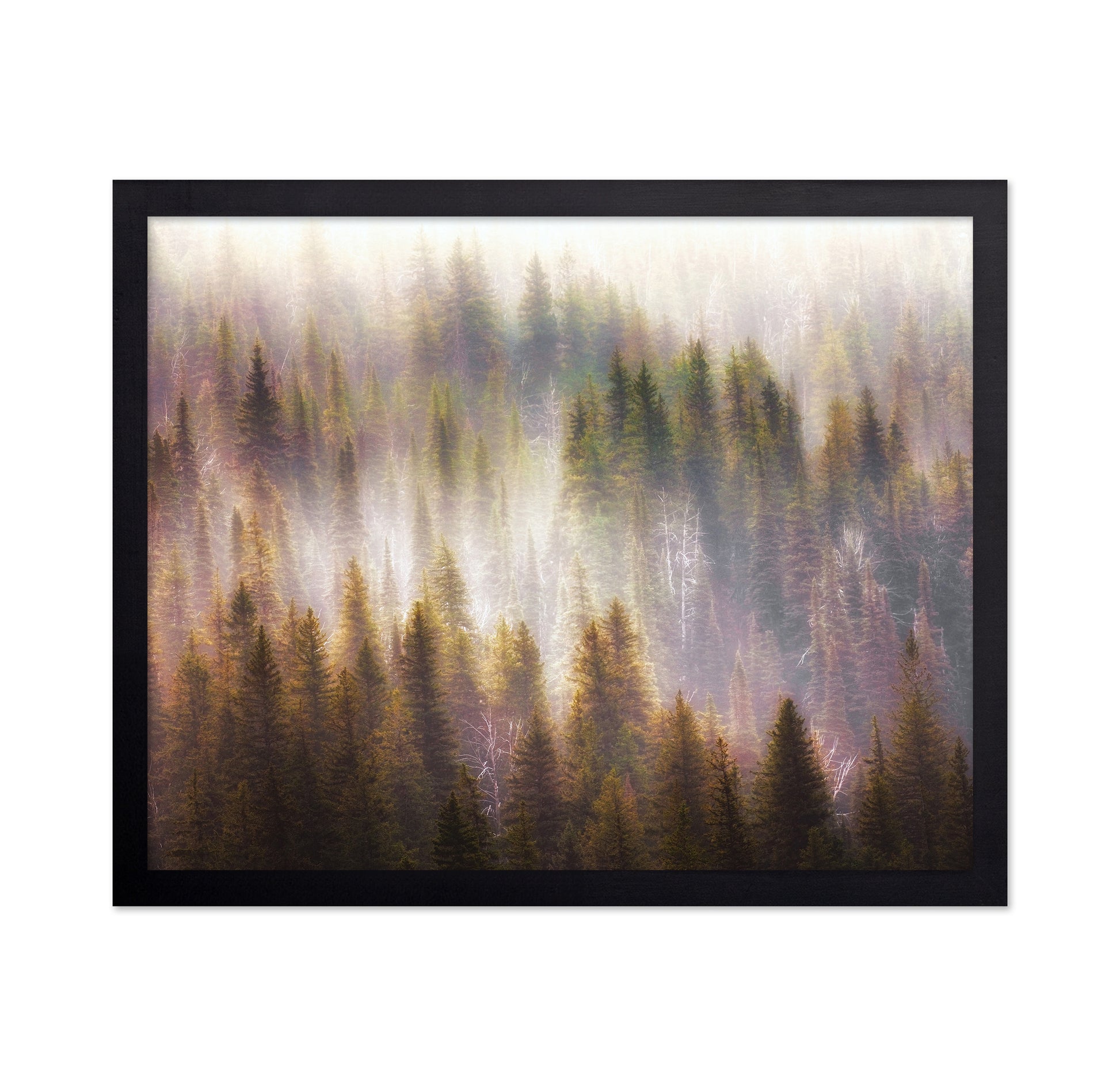 Enchanted Forest Glow