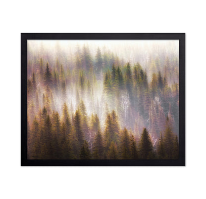 Enchanted Forest Glow