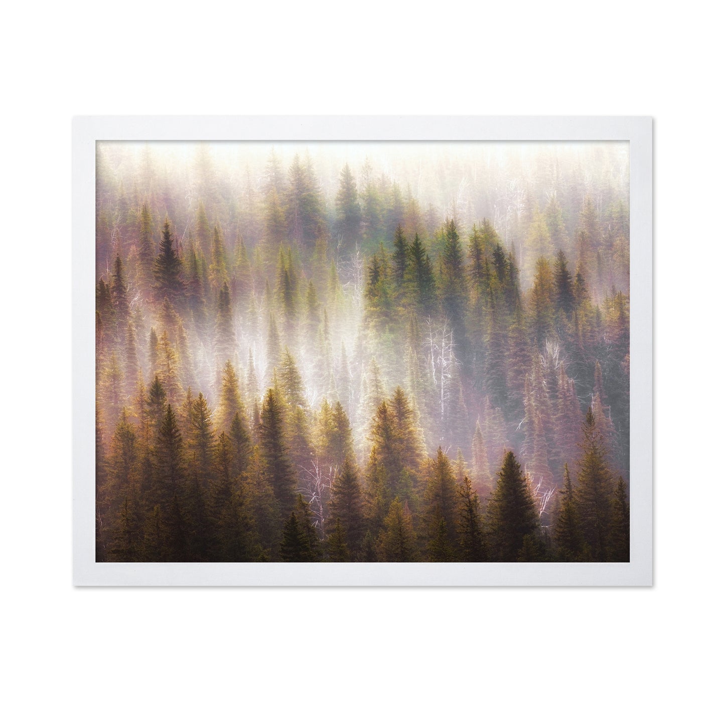 Enchanted Forest Glow