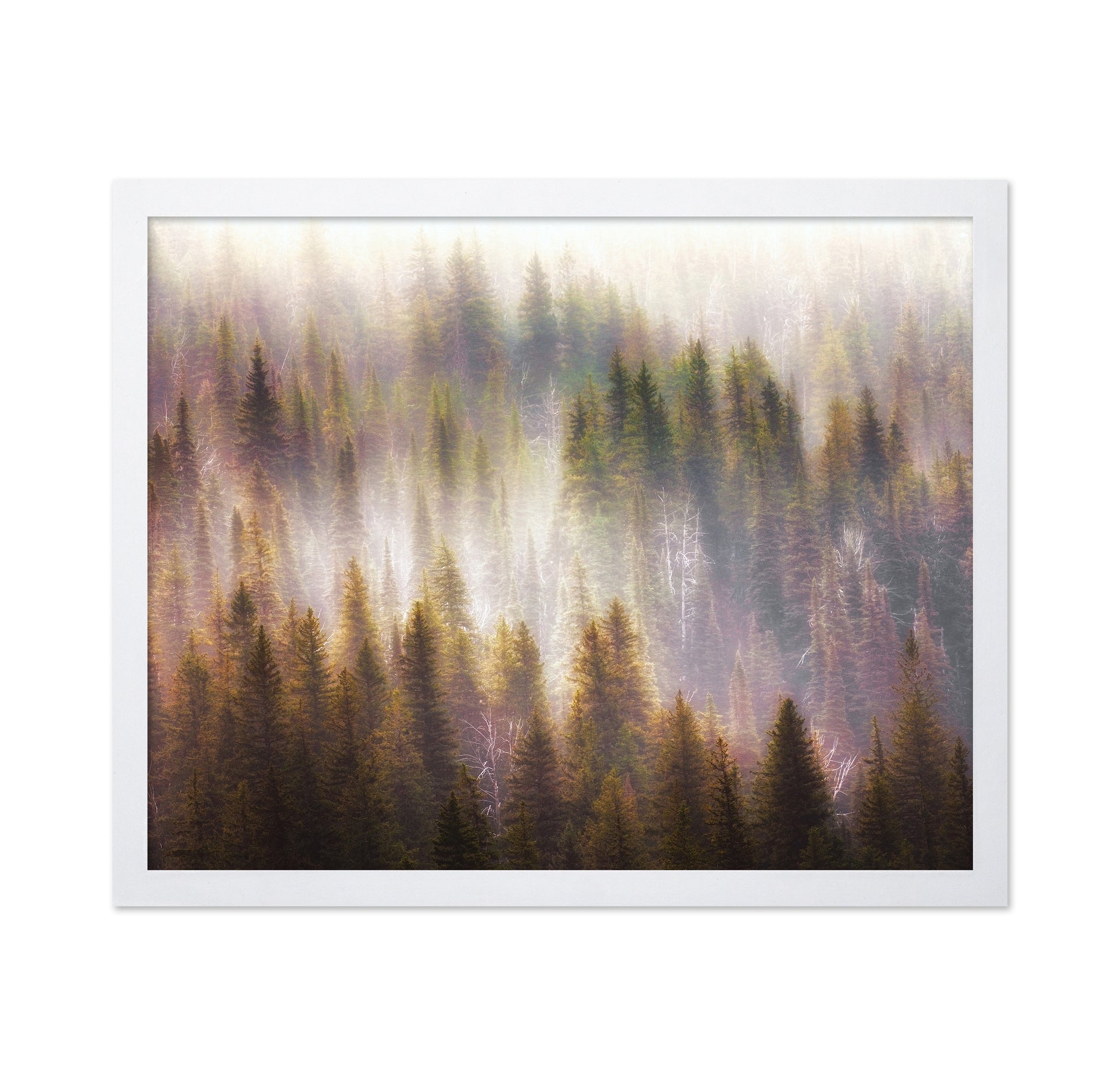 Enchanted Forest Glow