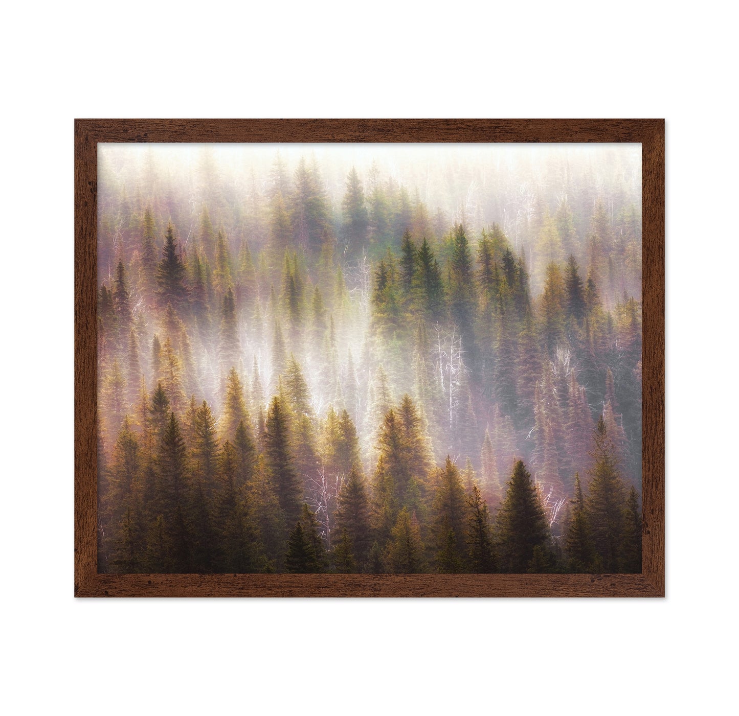 Enchanted Forest Glow