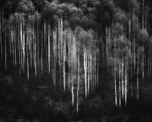 Birch Forest in Aspen