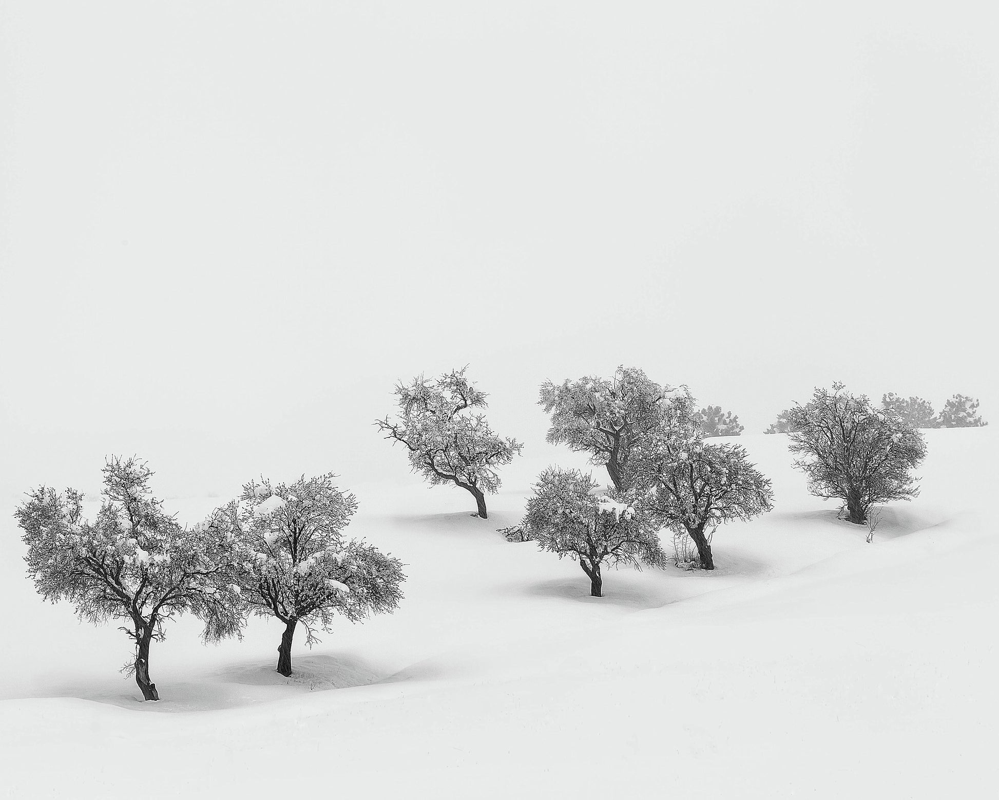 White Carpet