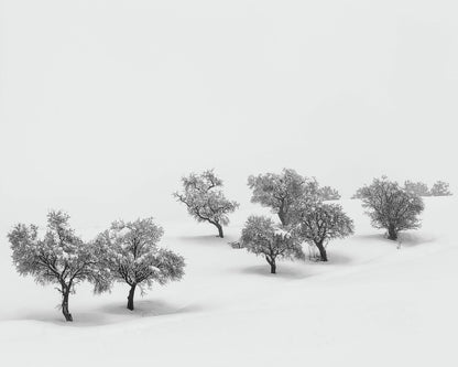 White Carpet