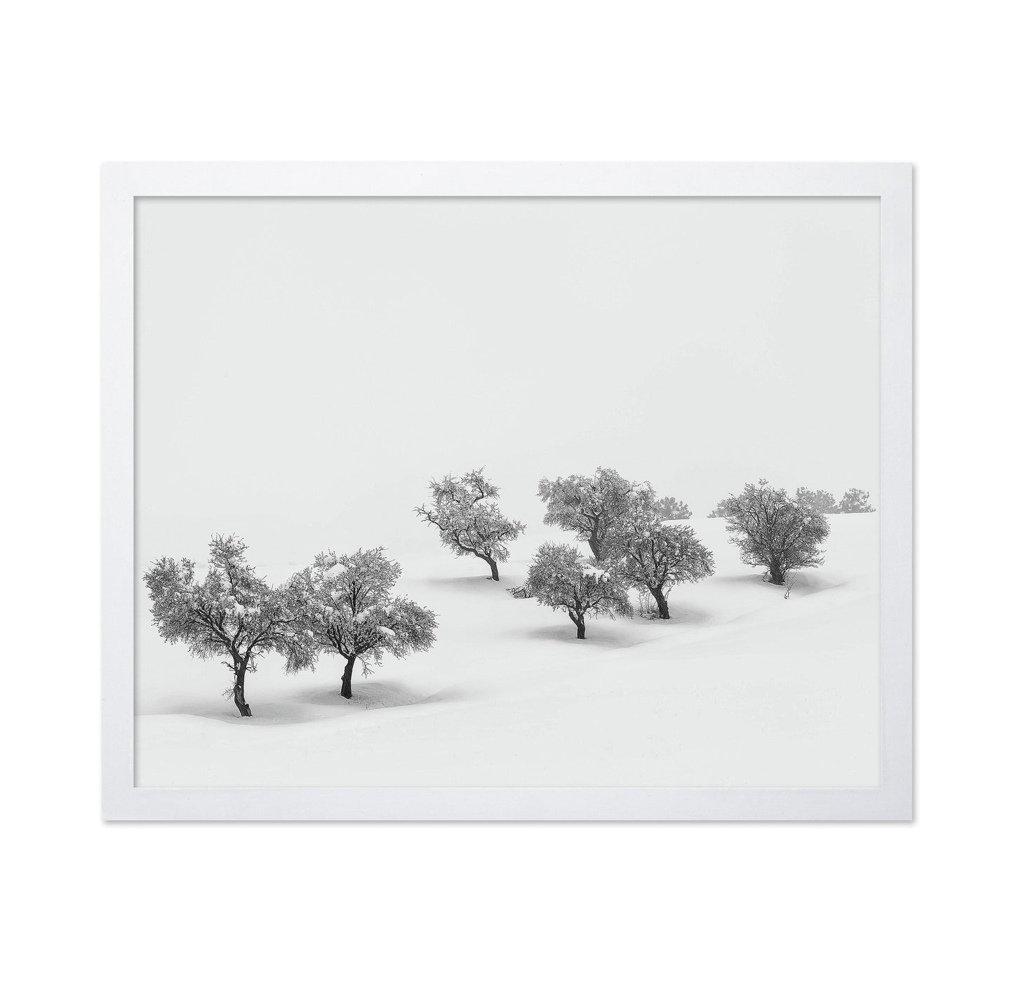 White Carpet