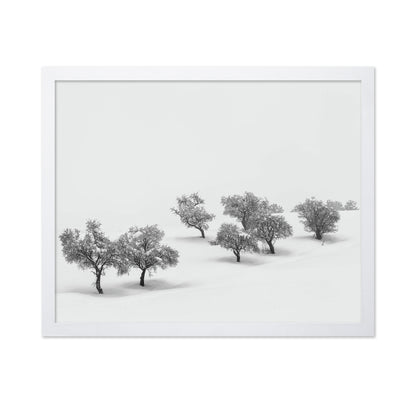 White Carpet