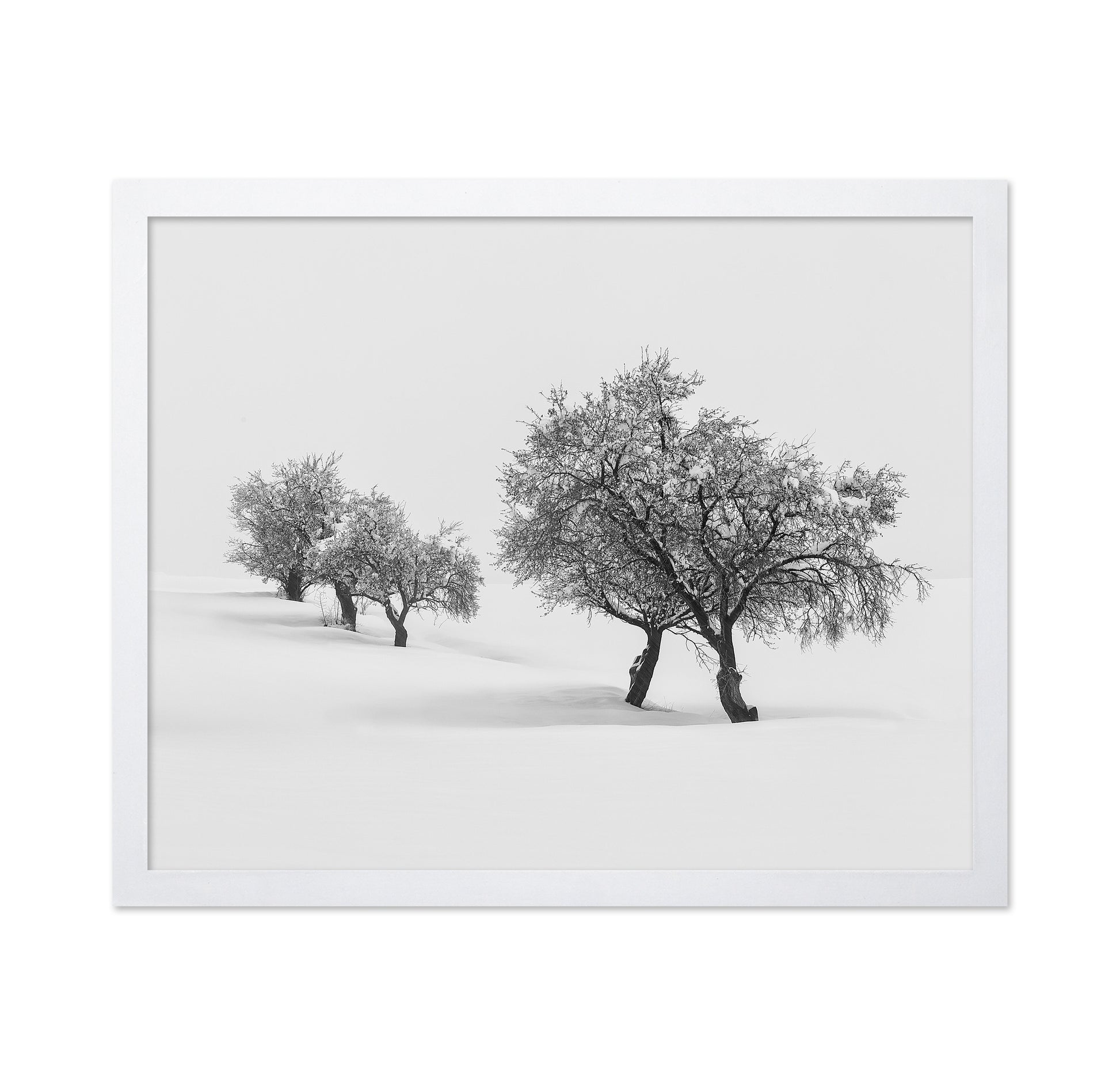 White Carpet 2