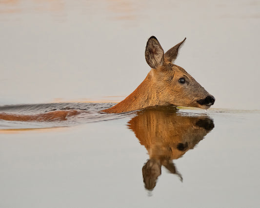 Practicing Her Delightful Morning Swim